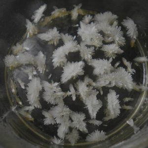 Buy Quality DMT Online (Dimethyltryptamine)